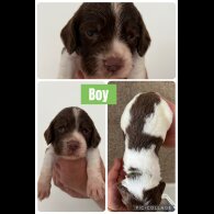English Springer Spaniel - Both