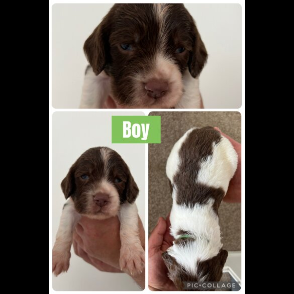English Springer Spaniel - Both