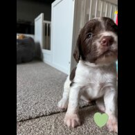 English Springer Spaniel - Both