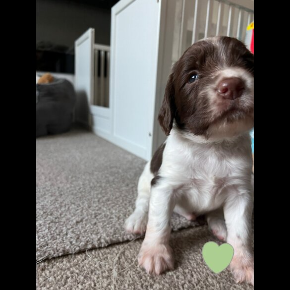 English Springer Spaniel - Both
