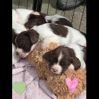 English Springer Spaniel - Both