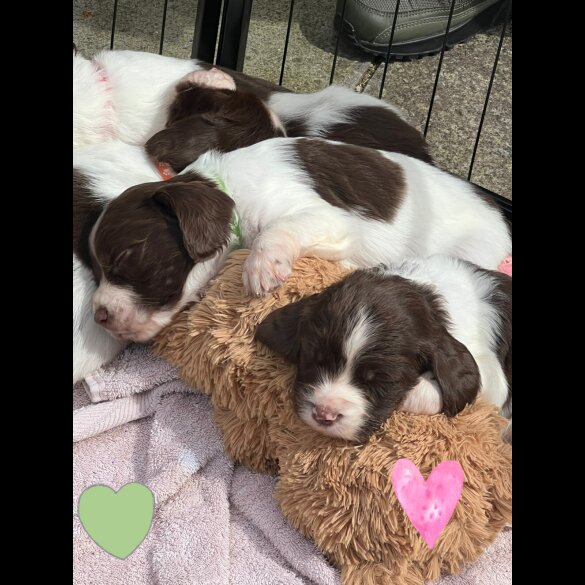 English Springer Spaniel - Both