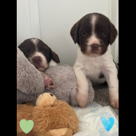 English Springer Spaniel - Both