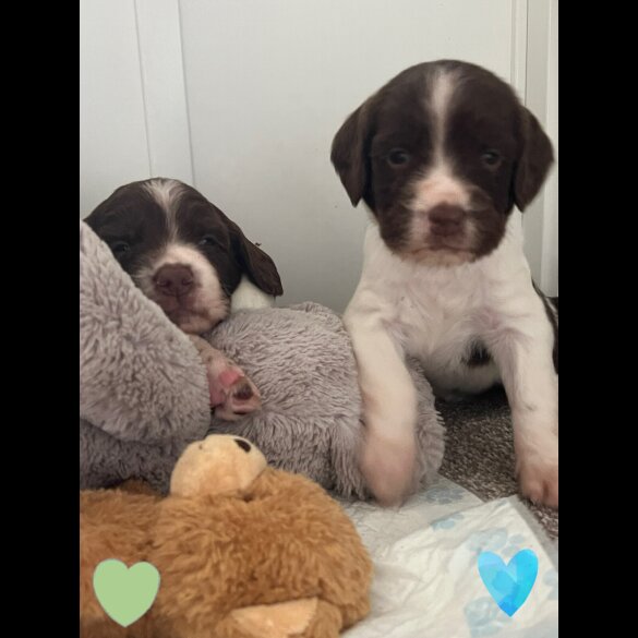 English Springer Spaniel - Both