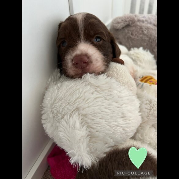 English Springer Spaniel - Both