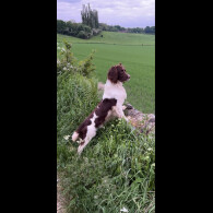 English Springer Spaniel - Both