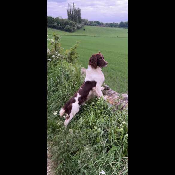 English Springer Spaniel - Both