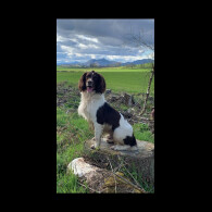 English Springer Spaniel - Both