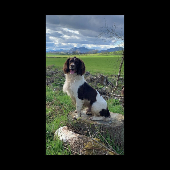 English Springer Spaniel - Both