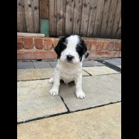 English Springer Spaniel - Dogs