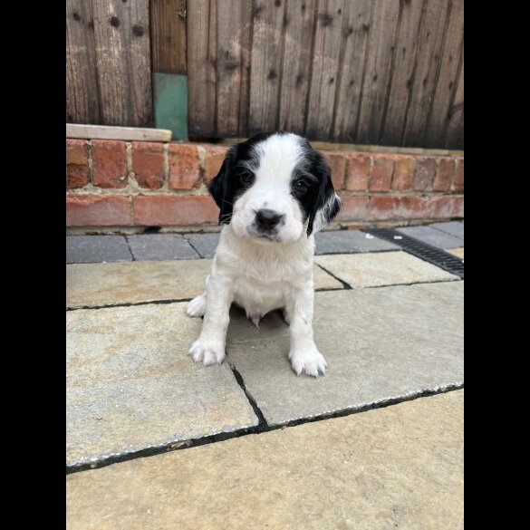 English Springer Spaniel - Dogs