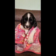 English Springer Spaniel - Both