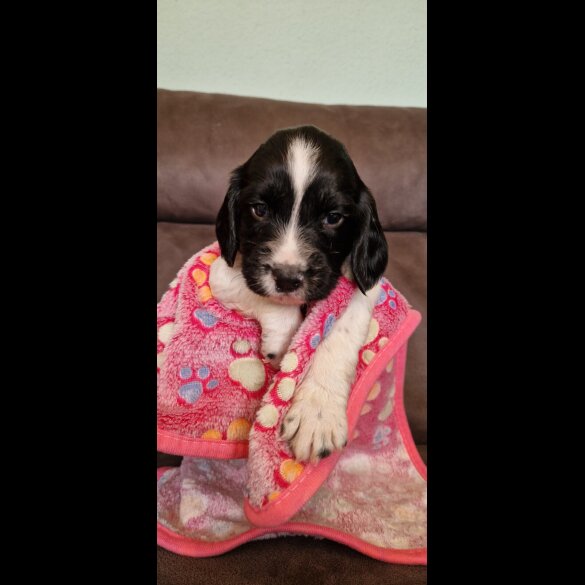 English Springer Spaniel - Both