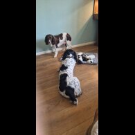 English Springer Spaniel - Both