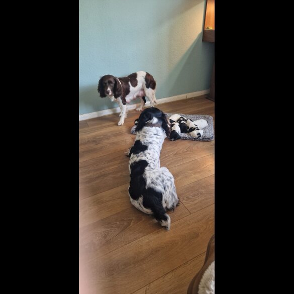 English Springer Spaniel - Both