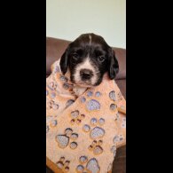 English Springer Spaniel - Both