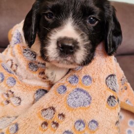 English Springer Spaniel - Both