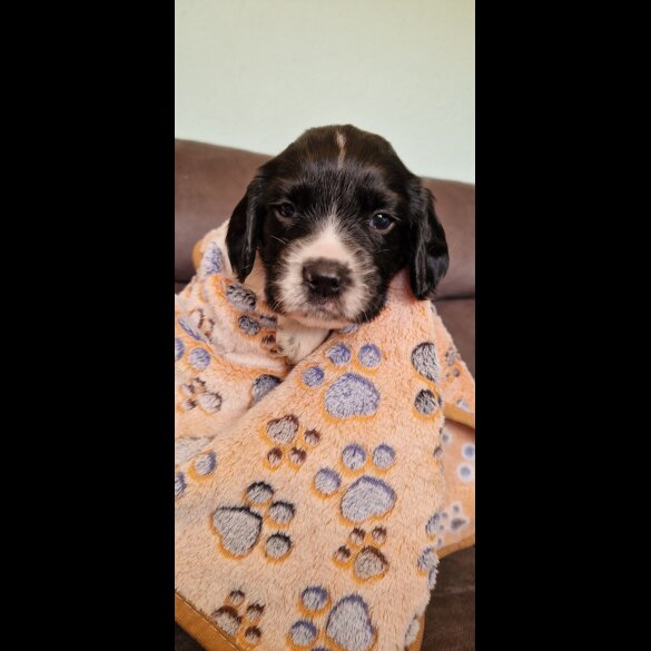English Springer Spaniel - Both