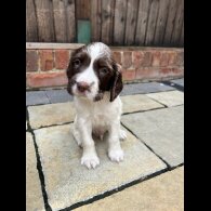 English Springer Spaniel - Dogs