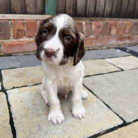 English Springer Spaniel - Dogs