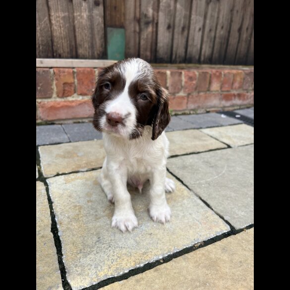 English Springer Spaniel - Dogs