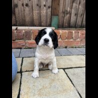 English Springer Spaniel - Dogs