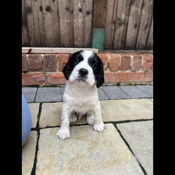English Springer Spaniel - Dogs