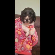 English Springer Spaniel - Both