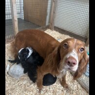 Cocker Spaniel (Working &amp; Show) - Both