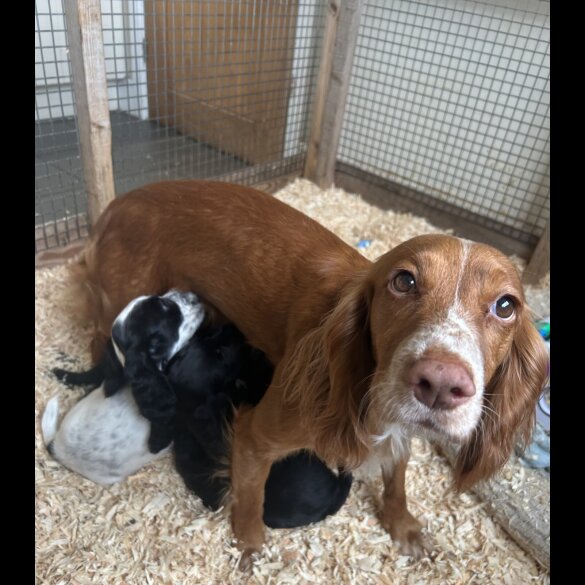 Cocker Spaniel (Working &amp; Show) - Both