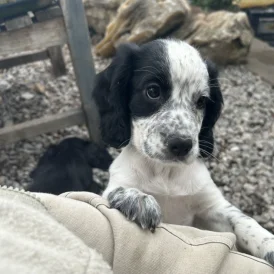 Cocker Spaniel (Working &amp; Show) - Both