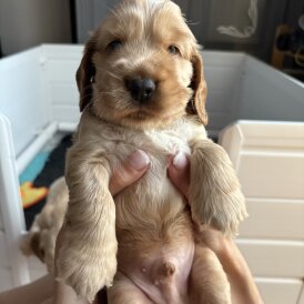 Cocker Spaniel (Working &amp; Show) - Dogs