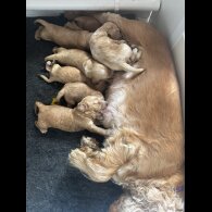 Cocker Spaniel (Working &amp; Show) - Dogs
