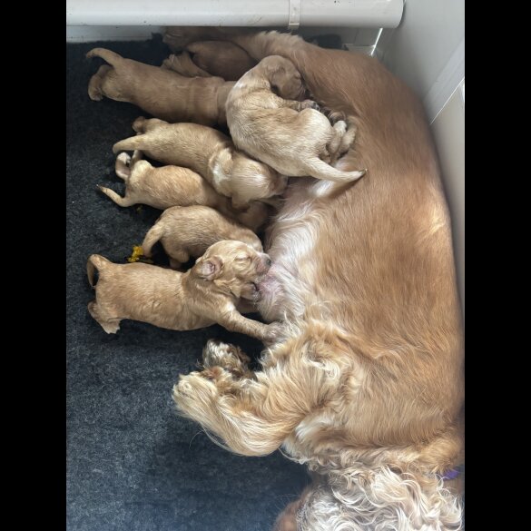 Cocker Spaniel (Working &amp; Show) - Dogs