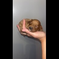 Cavapoo - Both