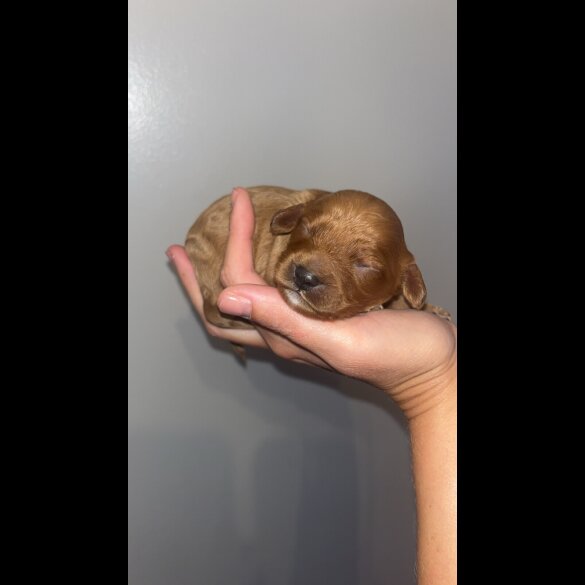 Cavapoo - Both