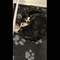 Cavapoo - Both