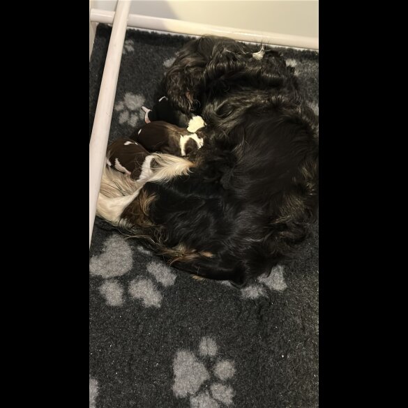 Cavapoo - Both