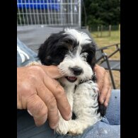 Cavapoo - Both
