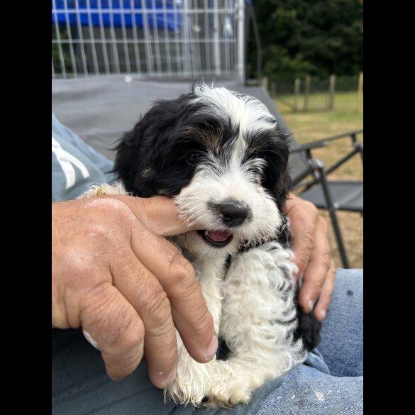 Cavapoo - Both