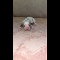 Cavapoo - Both