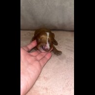 Cavapoo - Both