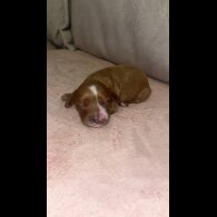 Cavapoo - Both