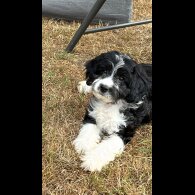 Cavapoo - Both