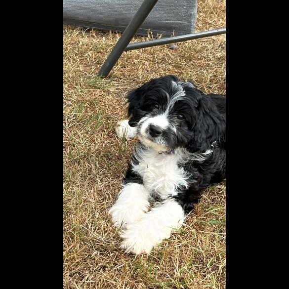 Cavapoo - Both