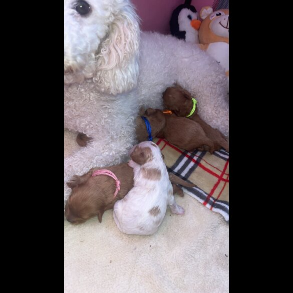 Cavapoo - Both