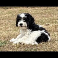 Cavapoo - Both