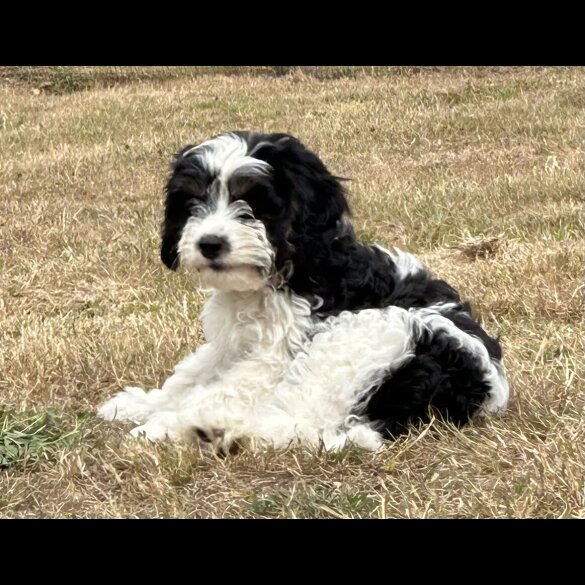 Cavapoo - Both