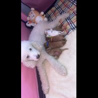 Cavapoo - Both