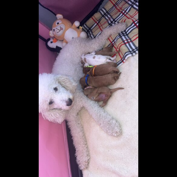 Cavapoo - Both